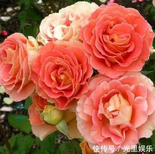 喜欢菊花，那就养“精品玫瑰”铜管乐队，似黄鹤衔珠，光彩夺目