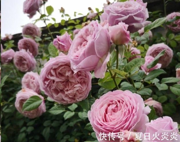 月季花移栽换盆,2个细节不能忽视,对植株生长非常有利