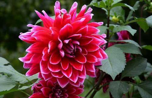 它是“大花王”，开花如盆，花色美艳，养护简单，值得养一盆！