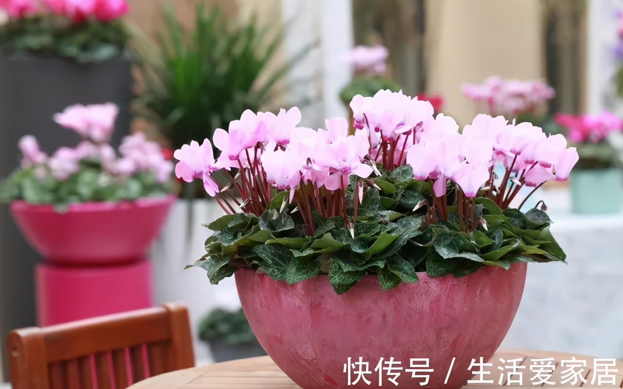 秋冬季|秋冬季买到的2种花,千万要注意,不然家里别想养好它们