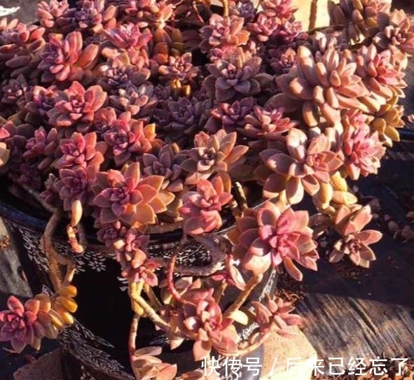 被拉下神坛的多肉姬胧月,做好3件事,养成悬崖桩,适合新手