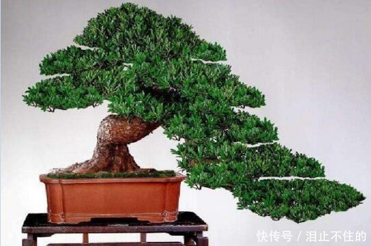 盆景十大名贵树种,你认识几种!