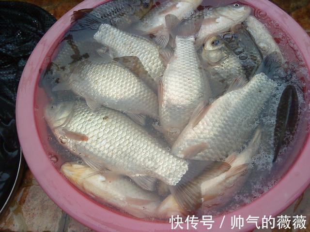 天气|资深钓友都在用的“冬钓鲫”的秘诀,学会以后,大板鲫排队进窝!