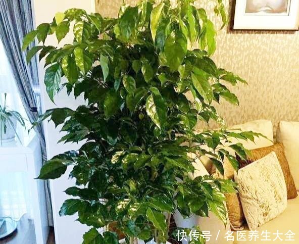 幸福树“害怕”2件事，做错一个，黄叶落叶不断，分分钟掉光头！