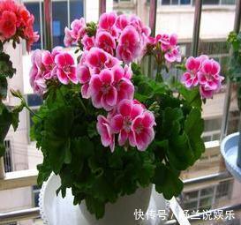 天竺葵“娇惯养”，灿烂满花苞，戳中3个软肋，一年难长个