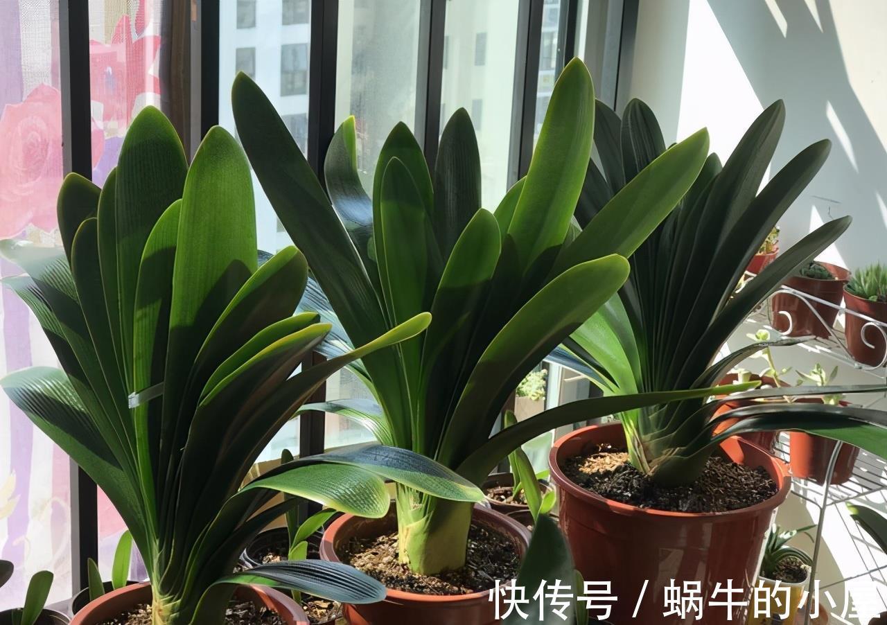 养分|5种漂亮花,九月“睡醒了”,施肥催花快下手,下个月开爆棚