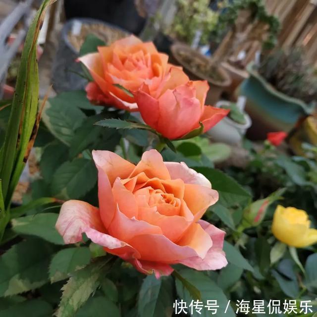 修剪|玫瑰象征美好爱情,怎么养才能花繁叶茂需要满足4个条件