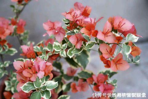 45种三角梅品种,红、橙、黄、绿、白、紫,每一种都很好看!