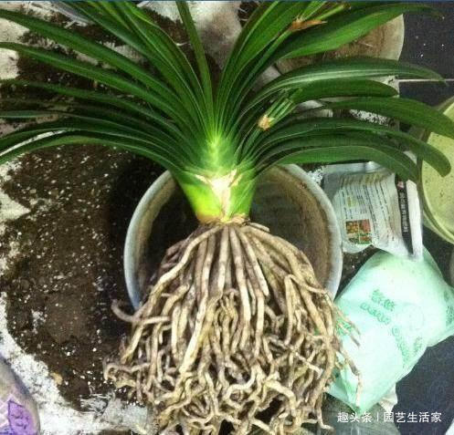 君子兰不长叶浇水用点“它”，1年长出“8个叶”，开花了！