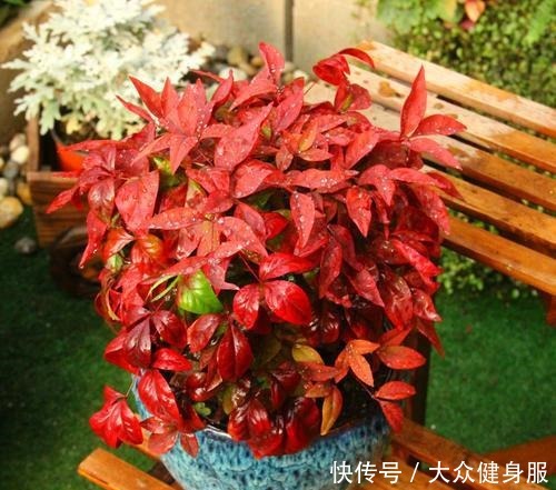 养上3种“不怕冻”的花,冬天“下雪”会更美!