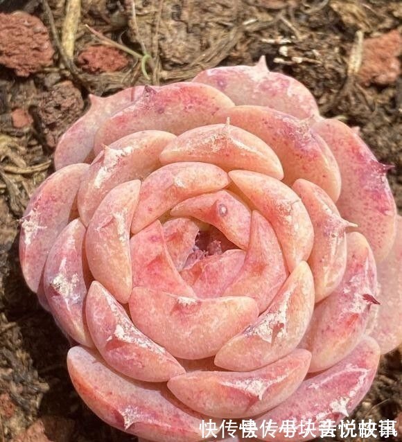 秋天紫外线强度高,多肉在家里也能出状态,早起喷水,有利于变色