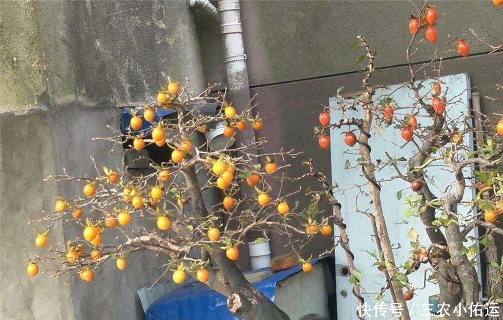  误以为|常被误以为是柿子，果实挂满树没人吃，树桩却被大量滥挖