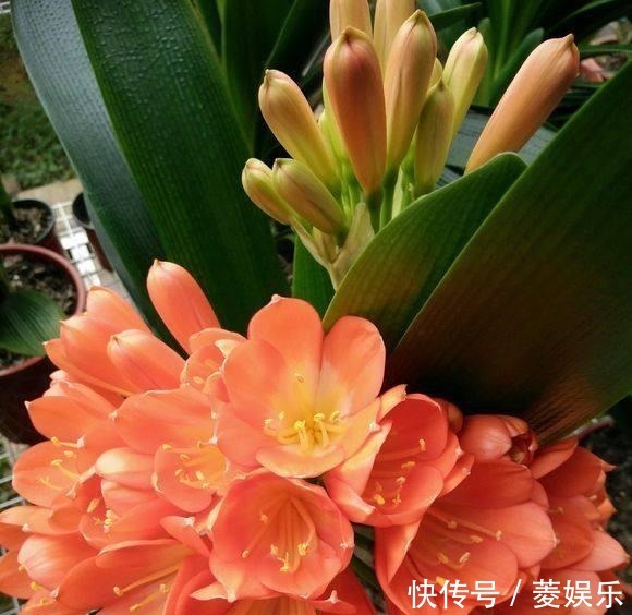 施用|养君子兰用点它,三天生根,10天就发新叶,植株健壮挺拔