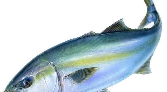 日本名贵神鱼 跑到我国东海 渔民一网下去2万斤 乐开了花 快资讯