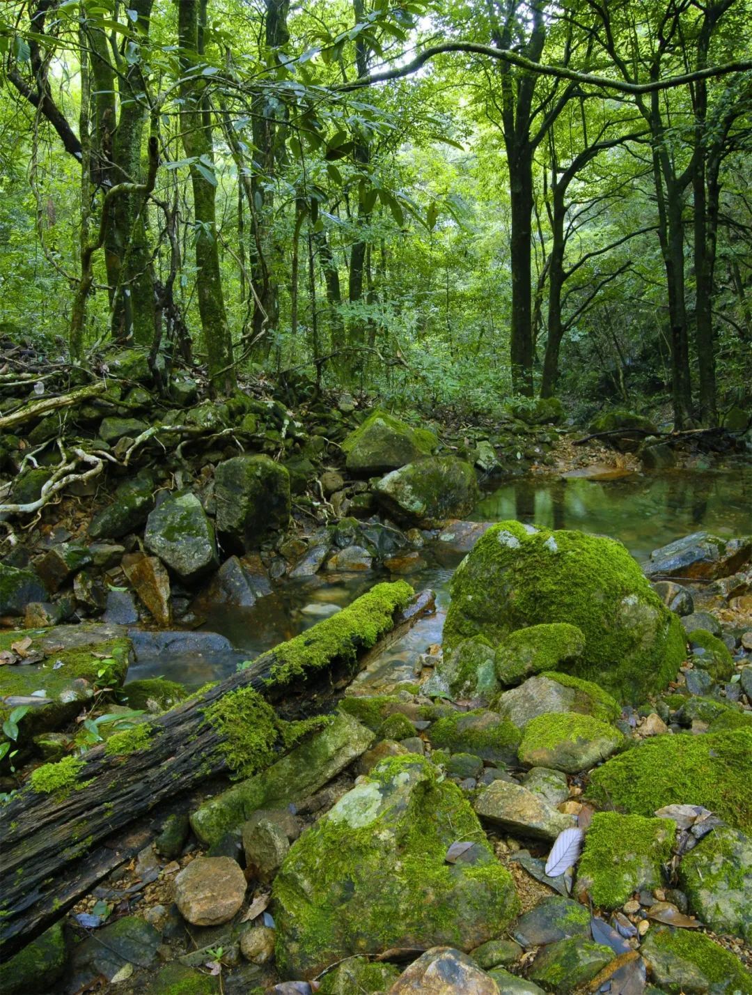 我在巾子峰，等你。|王楠带你游庆元 | 巾子峰