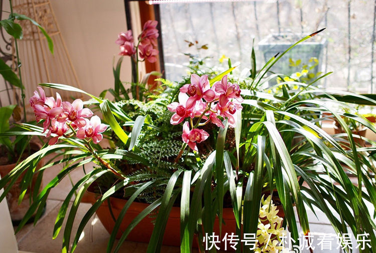 “传统玫瑰”永远的莫斯科，花色红艳，风姿绰约，堪称是养花首选