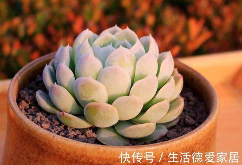 长势|养肉先养根,简单4个步骤,多肉服盆快长势旺,越养越肥厚