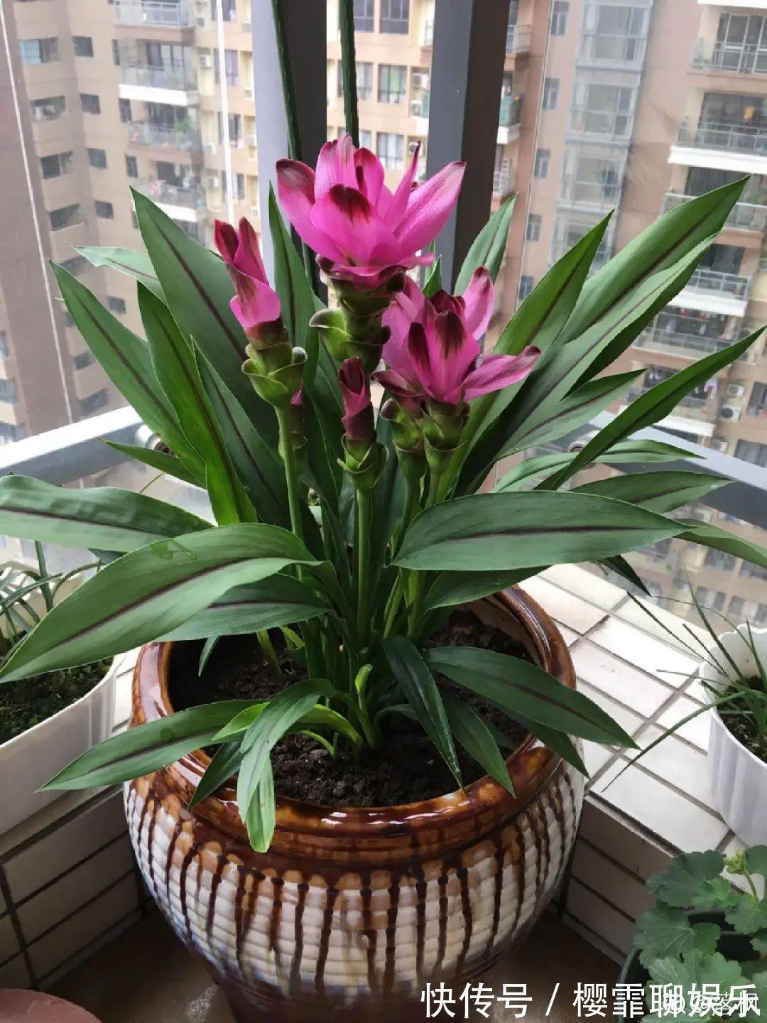 大爷家荷花种在花盆里，1次开花20朵，比巴掌还大！