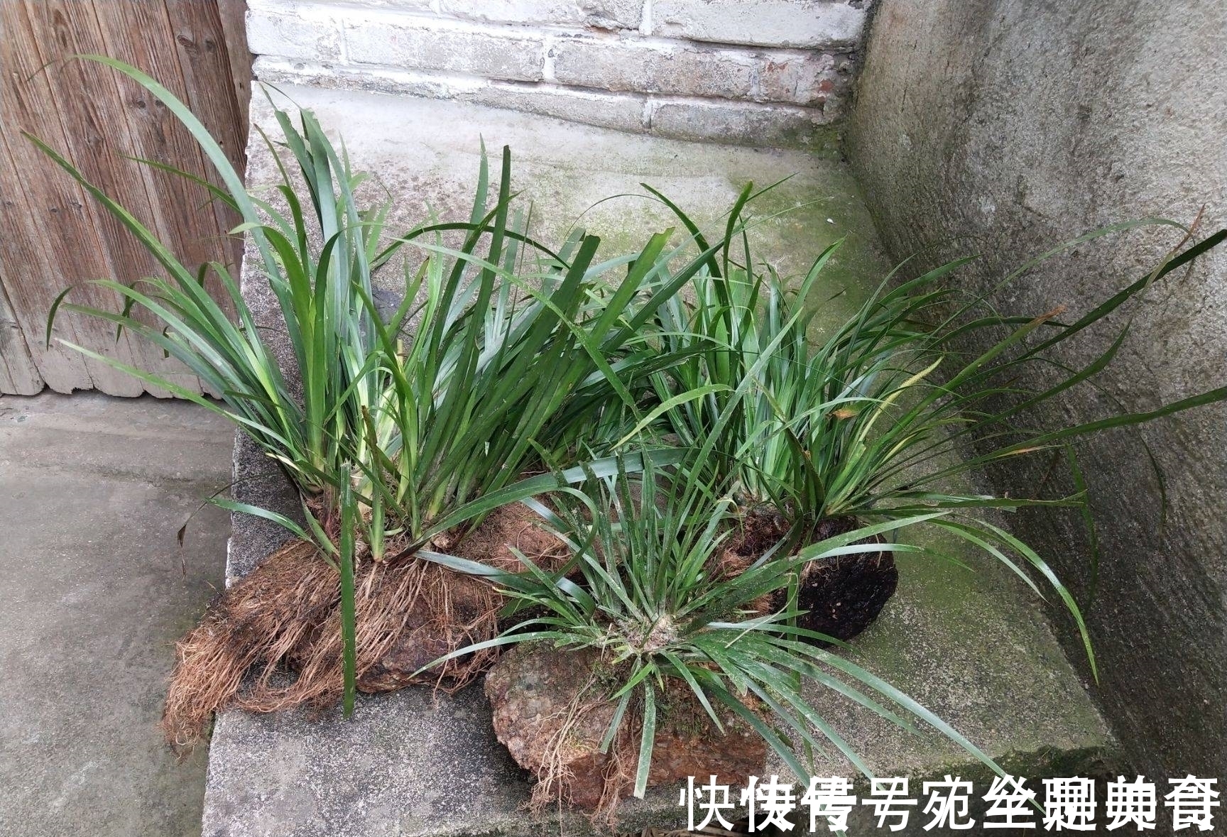 王象晋|李时珍:“益五脏,通九窍”,石菖蒲用处多,价值珍贵,别被偷走