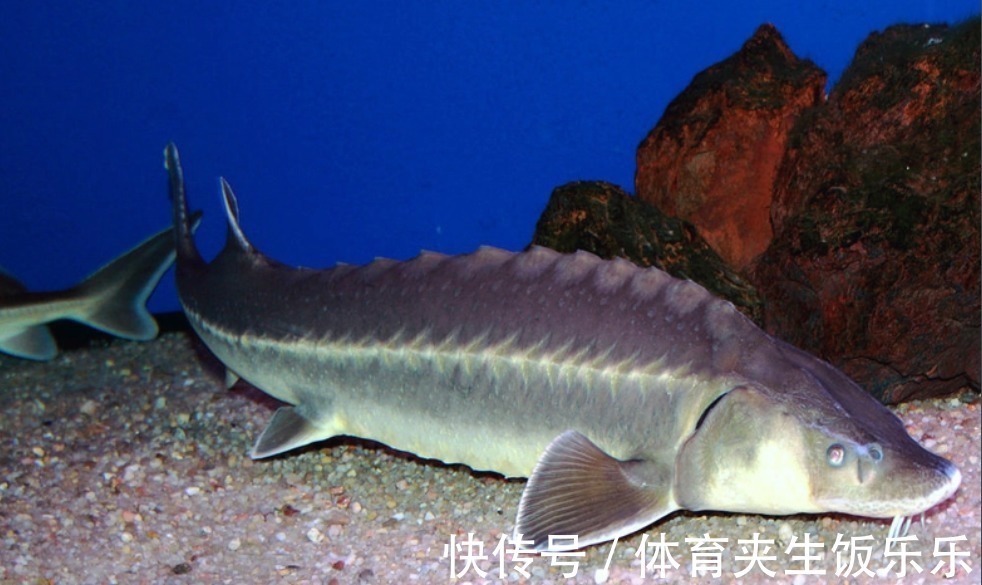 中华鲟|钓鱼人易踩的“坑”,误钓容易“牢底坐穿”,多位钓友因此被抓