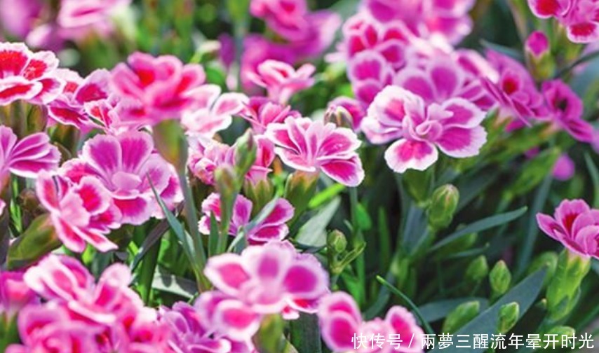 养花就养“4种花”,不怕热、不怕冷,适合新手养,轻松养爆盆!