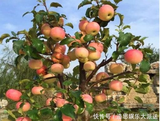 阳台|养花不如种植果树,这两种阳台果树,观花结果两不误,你养过吗