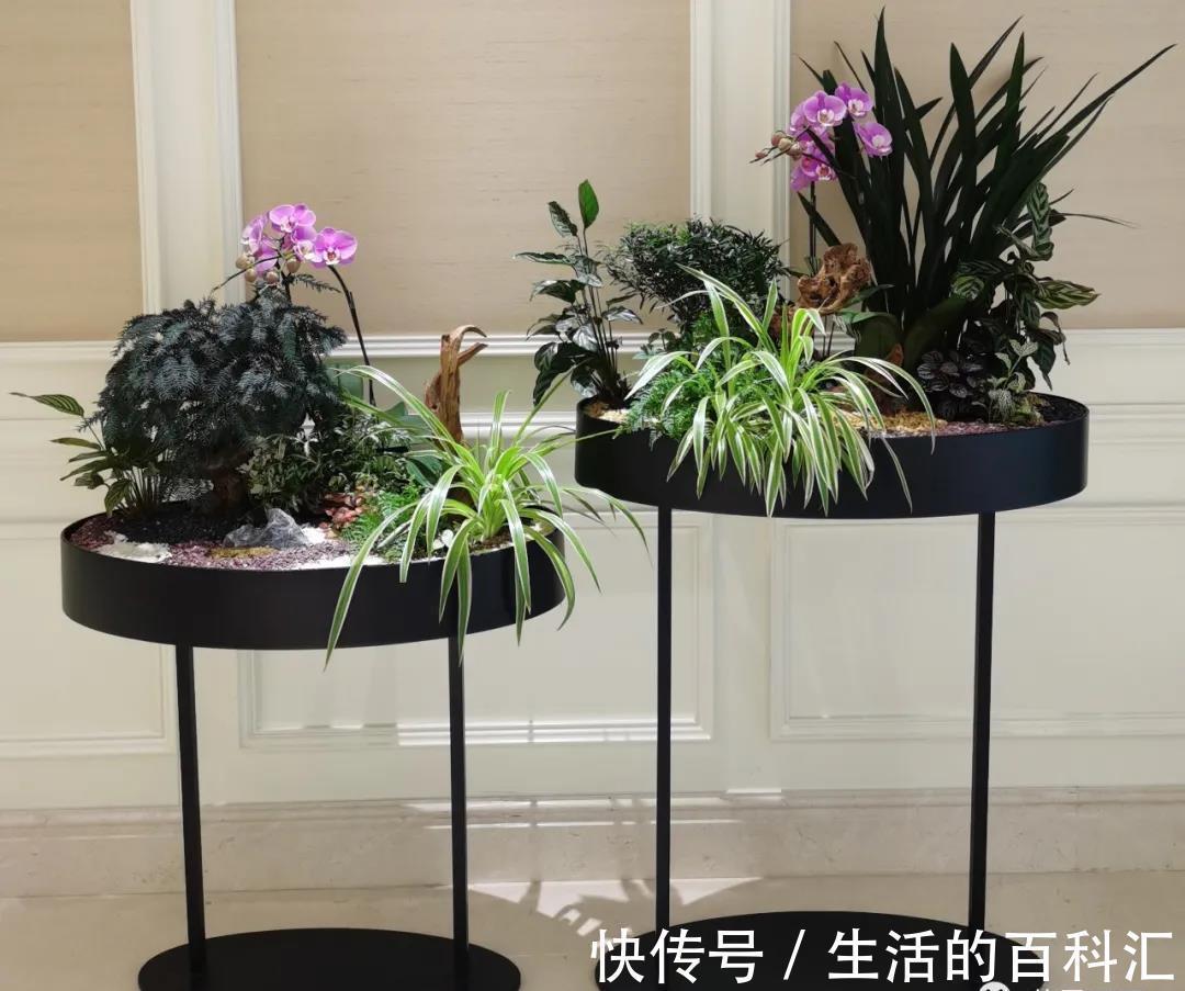 场景|绿植花卉,本草于一个家,可闻香,可观赏,可入画,可成香