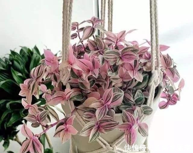 观赏性|吊兰扔了吧,养这4种“高颜值”的吊兰,咋看也看不够!