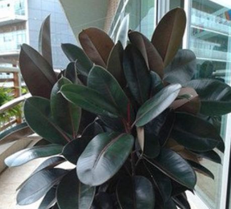 家里一定养的5种花,花开媲美玫瑰,花朵姿态万千,美