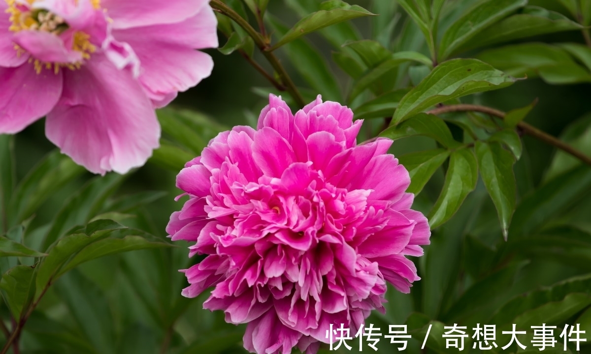 栽培|都知道牡丹是“花王”,却不一定知道谁是“花相”?值得了解一下