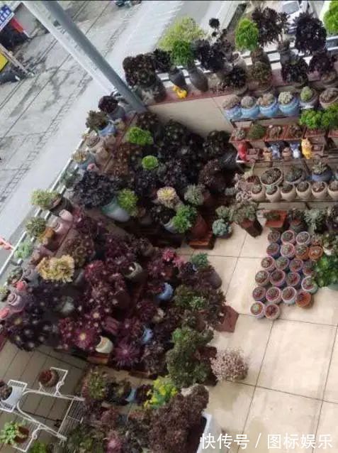 遇见，是一生！遇见多肉，是我的余生和全部！