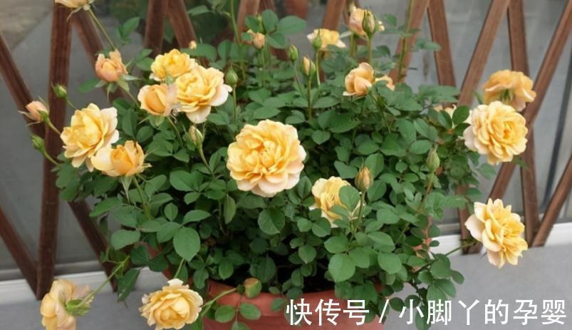 气温转凉后,顺应季节变化做出这些调整,盆栽才不会黄叶掉叶