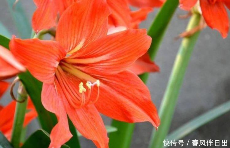 这几款小花,便宜又好养,花儿轻松开爆盆,适合阳台盆栽