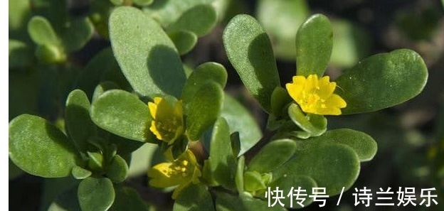 治病|以下常见的野草,能当野菜还能治病,对身体也很好