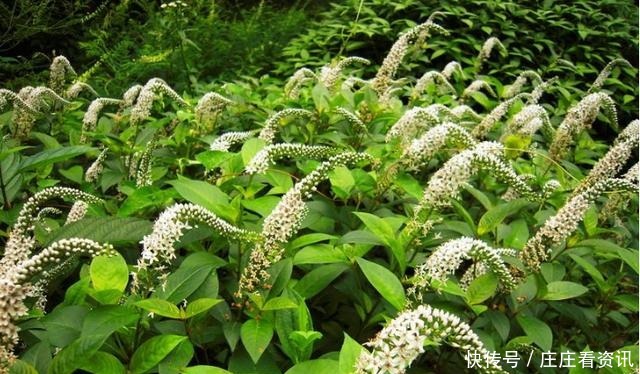 引入我国后不受待见，殊不知营养价值高，人称珍珠菜，煲汤是一绝