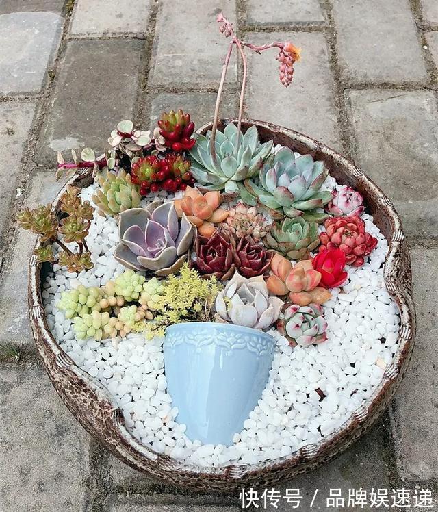 多肉拼盘玩一次就上瘾，这些创意拼法，你一定喜欢