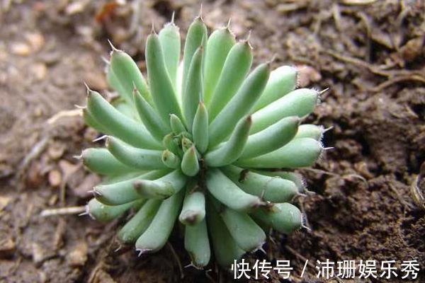 花友|多肉长时间不服盆怎么办?注意几个上盆大坑,多肉长势好色泽光亮