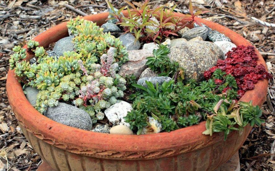 地方|天气渐热,盆栽多肉这3地方该小心了,不然度夏难、化水易