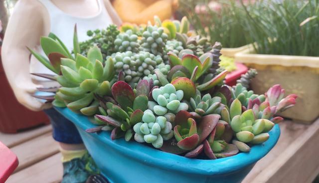 多肉|想养好多肉,关键不是浇水和施肥,而是这两点