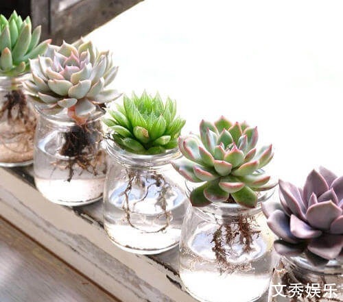 多肉怕水其实错了!5个科属的多肉“水培”以后,会长得更好