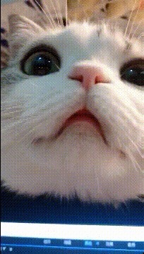 |搞笑GIF:小区楼下的仙人掌成精了,真怕它哪天上天