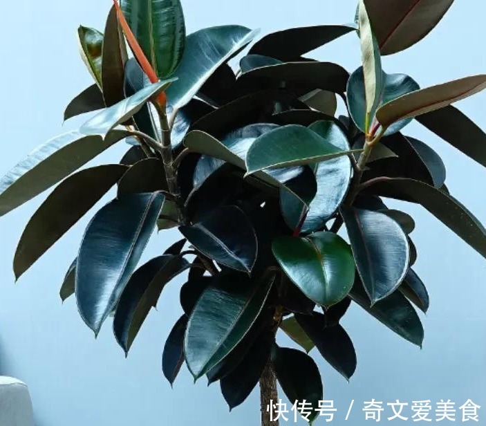 值得养的6种吉祥花,摆在客厅里高端上档次,净化空气杠杠滴