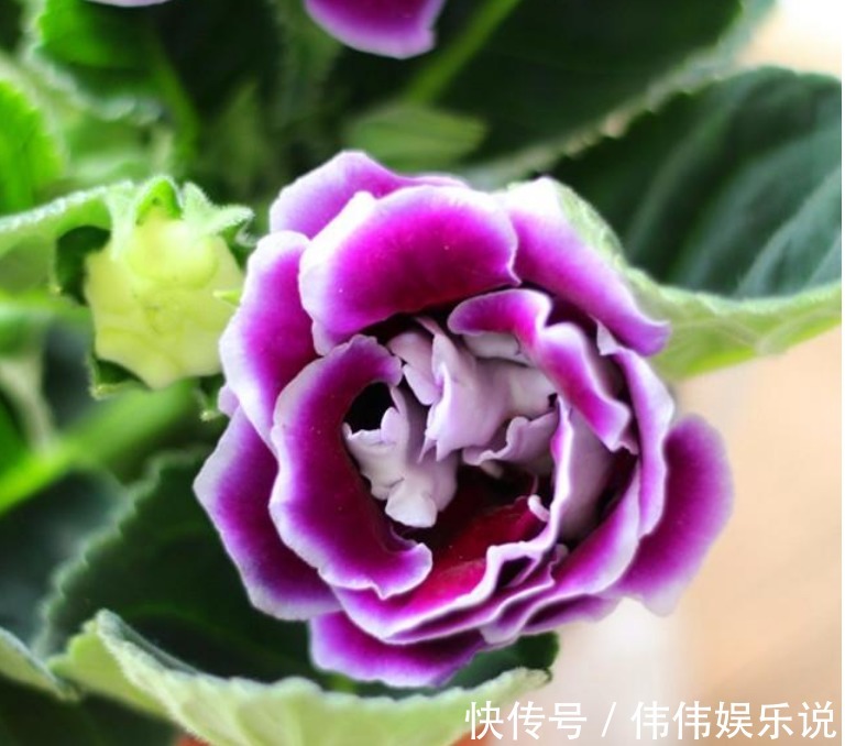 3种花是花中“大美女”,不用管就得长得旺,花开满盆!