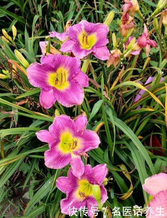 家里种棵“黄菜花”，开花几十年，花大如百合，满院“妈妈花”