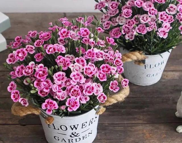 这花真好养,新手也能上手,家里养几盆,花繁色艳,漂亮极了