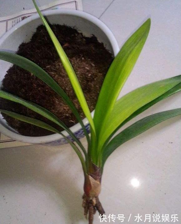养君子兰，犯了2个错，不再整齐划一，歪七扭八太不像话