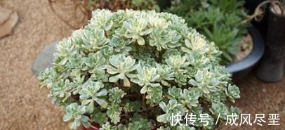 6种大型多肉植物,颜值高好养护,阳台种一盆,大气上档次!