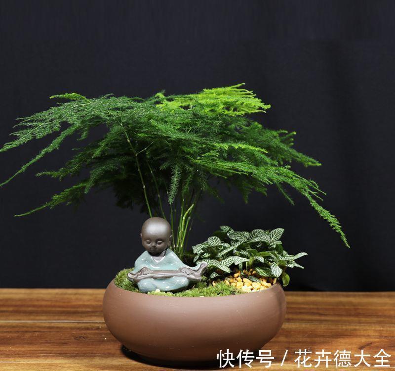 石榴|4种“盆景桩”，品位高大上，懒人花剪一剪，价格翻几倍