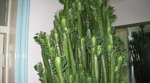 盆栽|3种其貌不扬的植物,养一盆家里变成“天然氧吧”,是盆栽佳品!