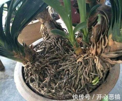 花盆里出现“这东西”,马上换盆吧,不然“离烂根”不远了